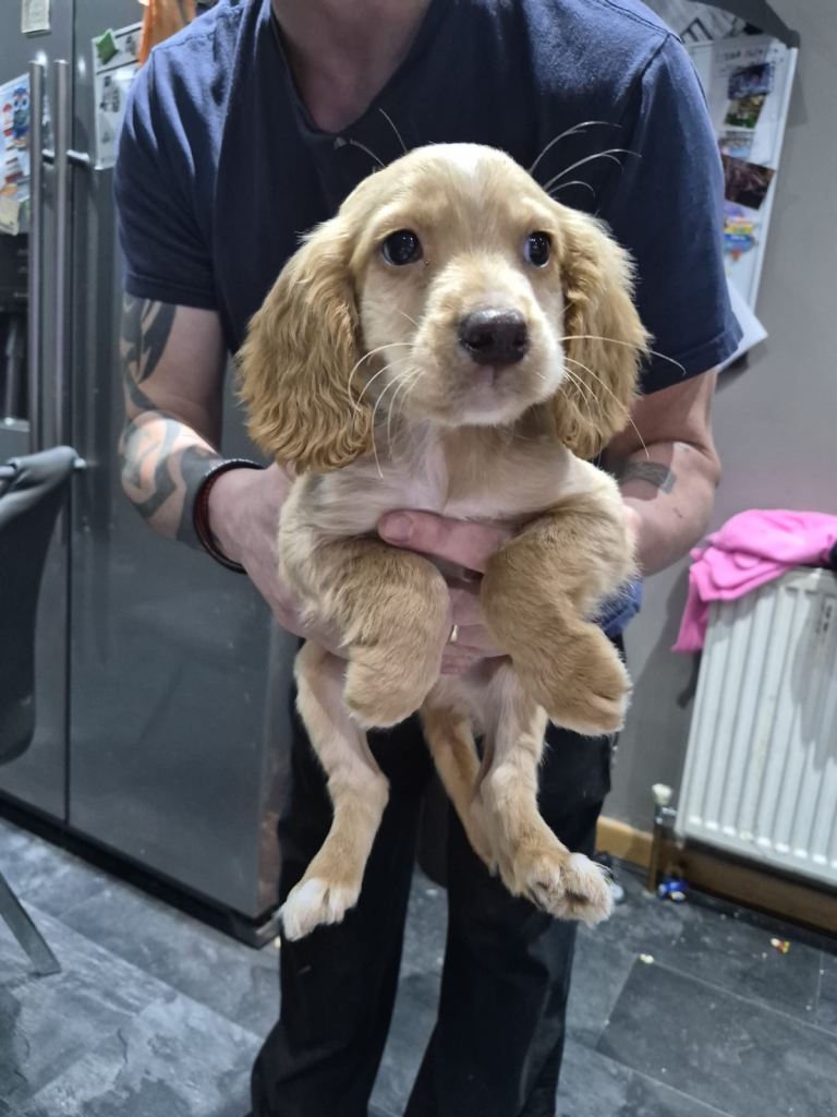 Cocker Spaniel Puppies