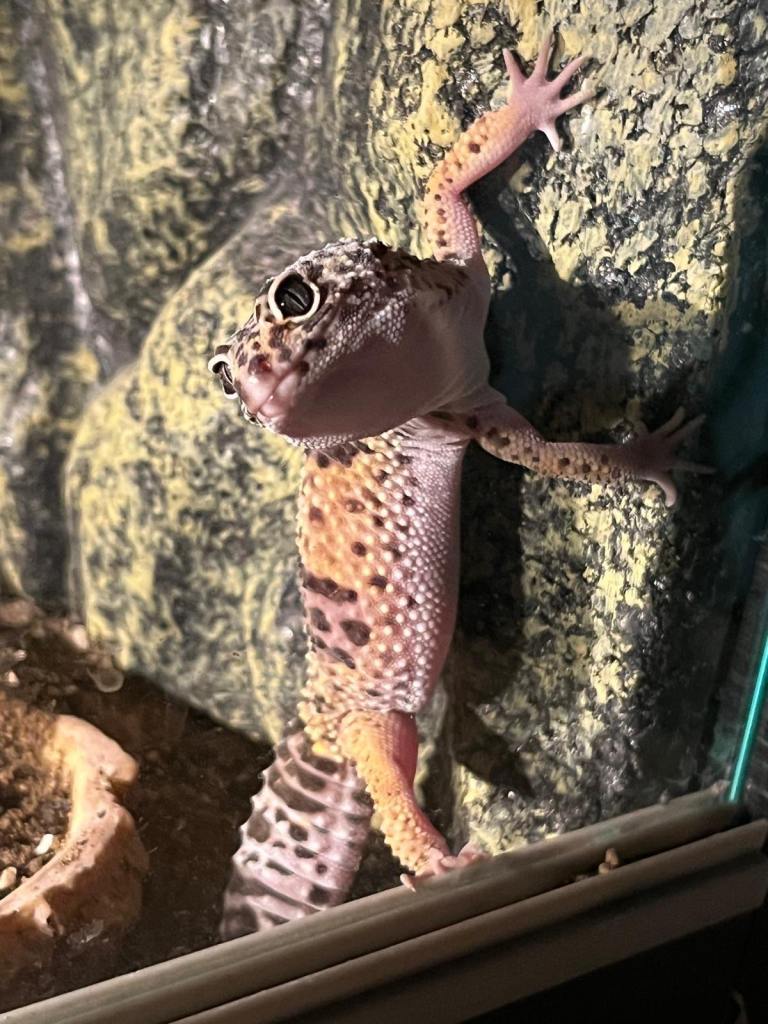 Leapord gecko + enclosure 
