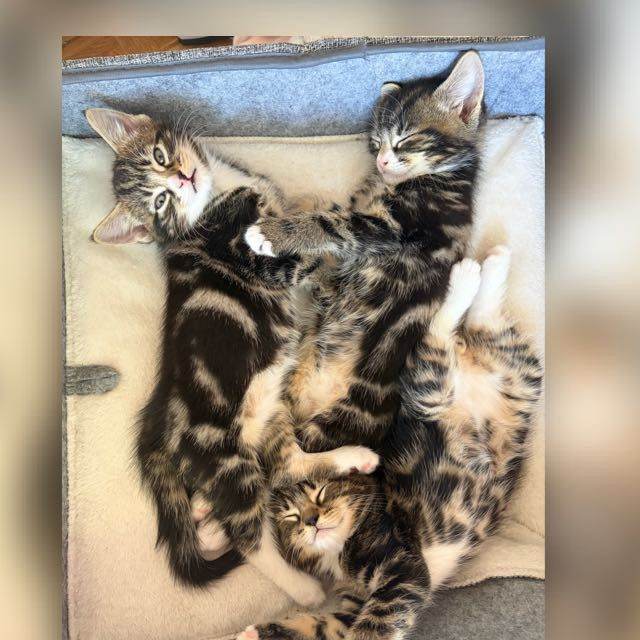 Kittens for sale