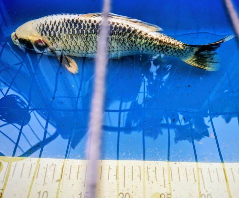 Koi Carp (Japanese) 