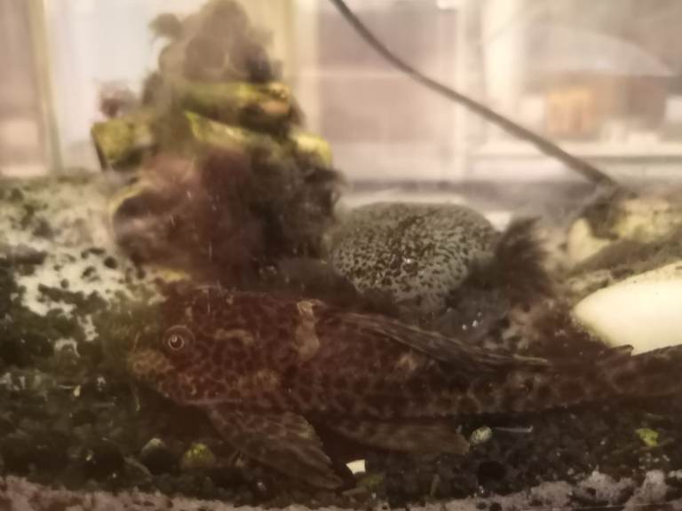 Spotted  pleco 15-18cm