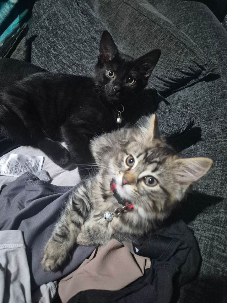 1 black kitten girl