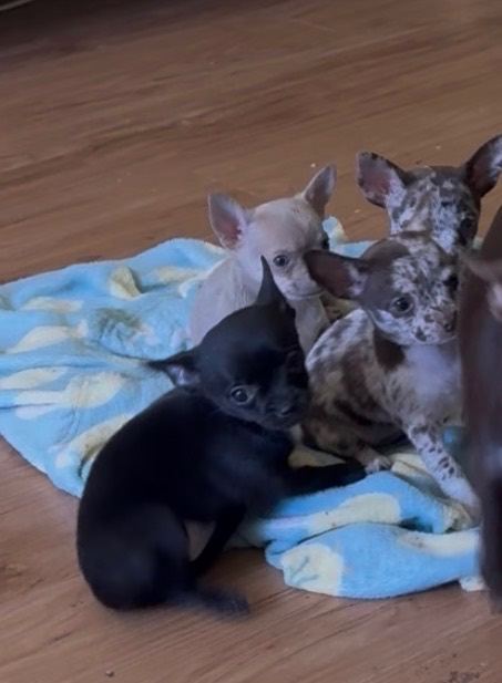 2 left! One lilac male one black bitch chihuahua