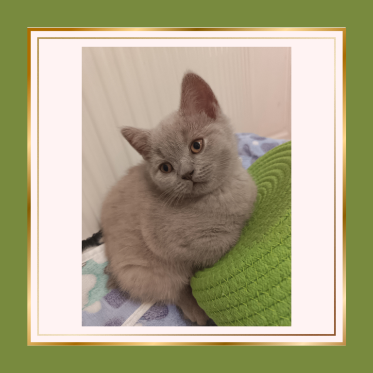   British Shorthair Kittens –Available now