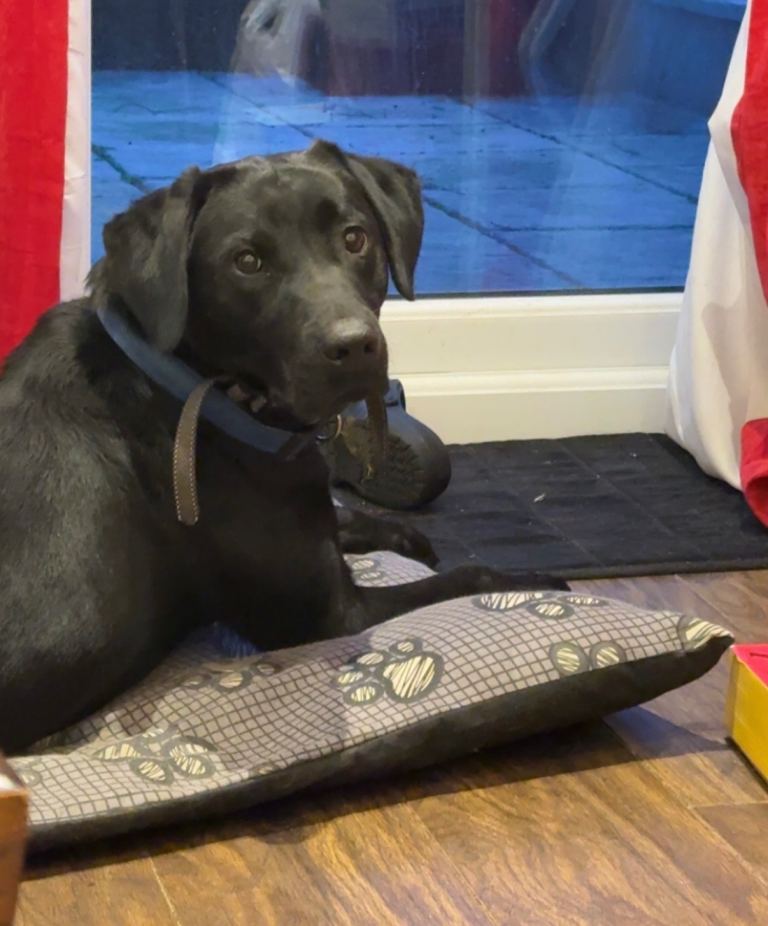 Male black Labrador 