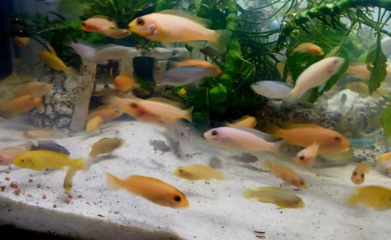 African Malawi Cichlids 