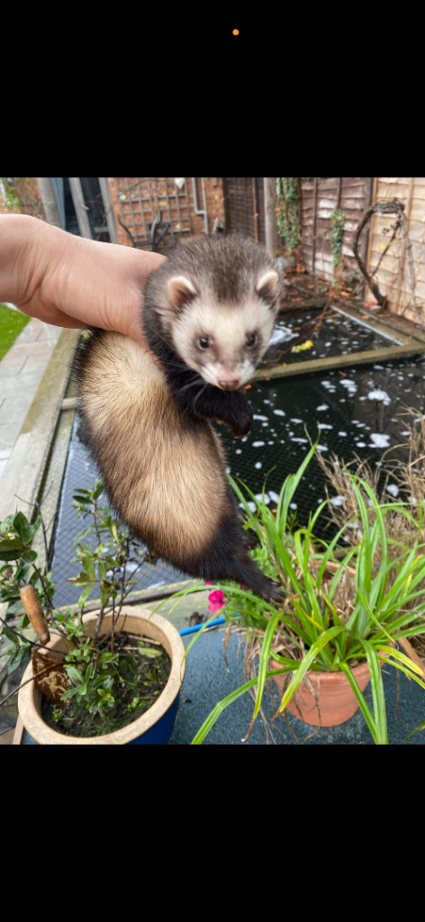 Jill ferret