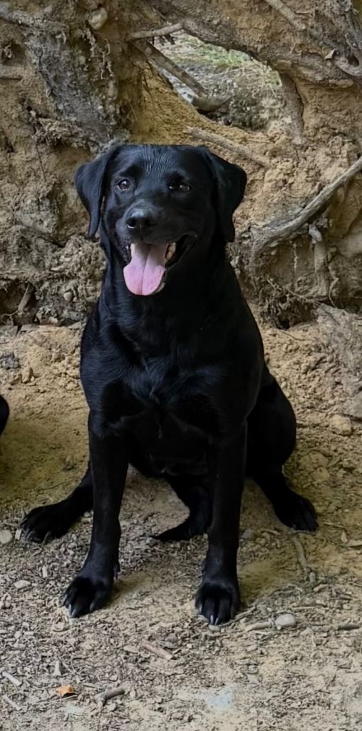 🐾 4 black male pups for sale 🐾