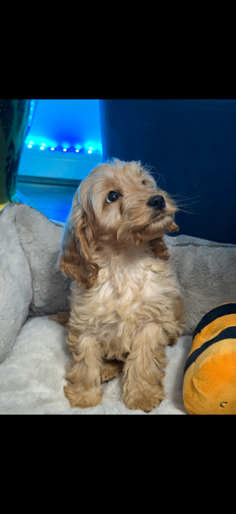 CAVAPOO PUPPY 