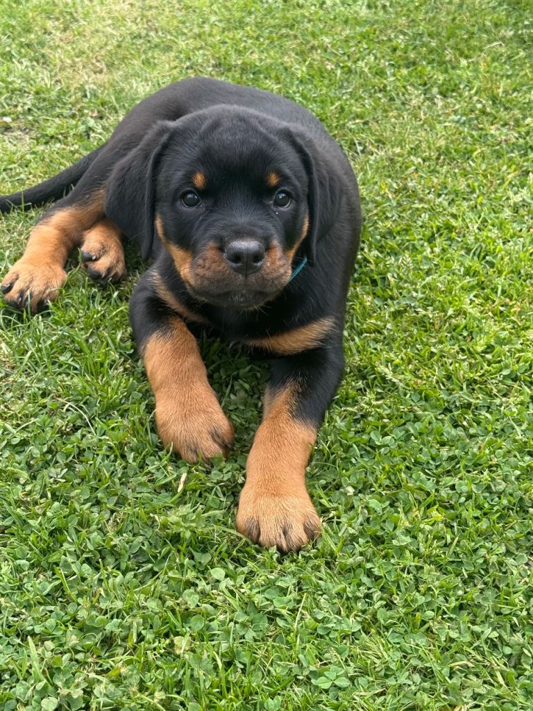 Rottweiler pup