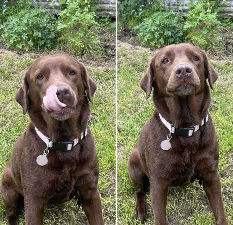 Chocolate Labrador 