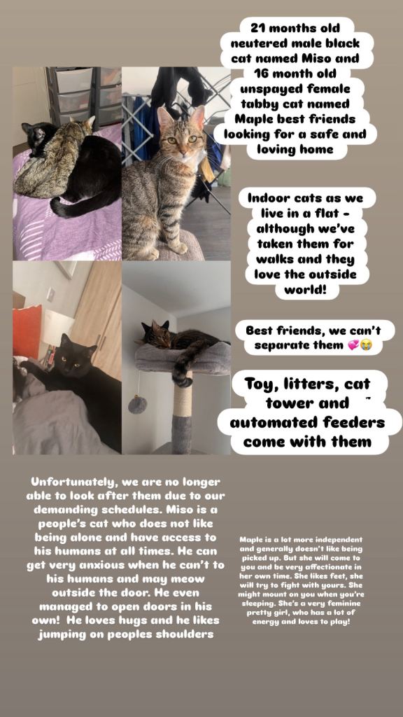 Two young cats, best friends, looking for a home together