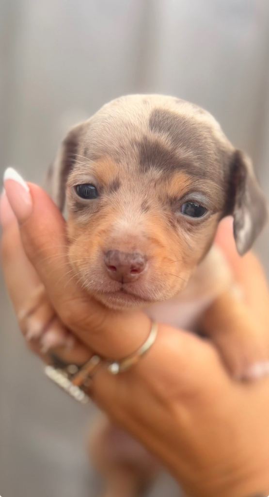 Beautiful litter of Chiweenie puppies chocolate dapple 