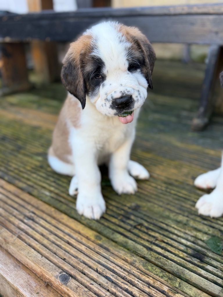 KC Registered St Bernard Puppies