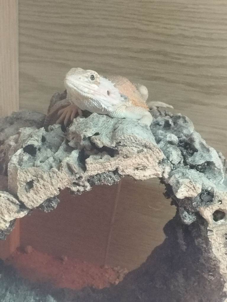 Bearded dragon 
