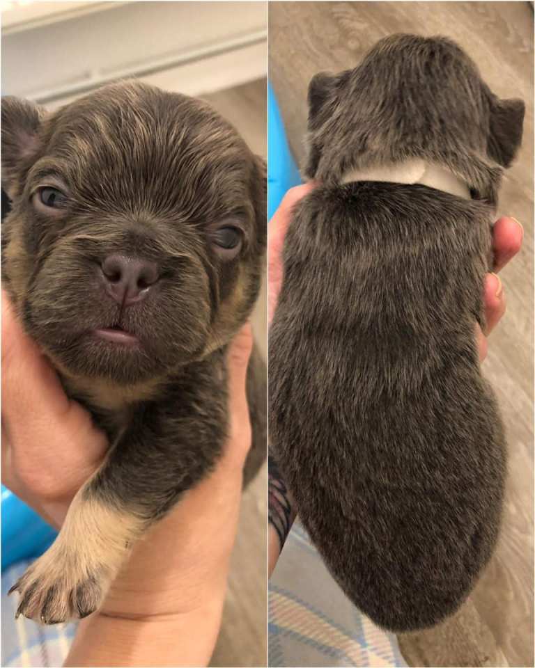 Frenchie puppies 