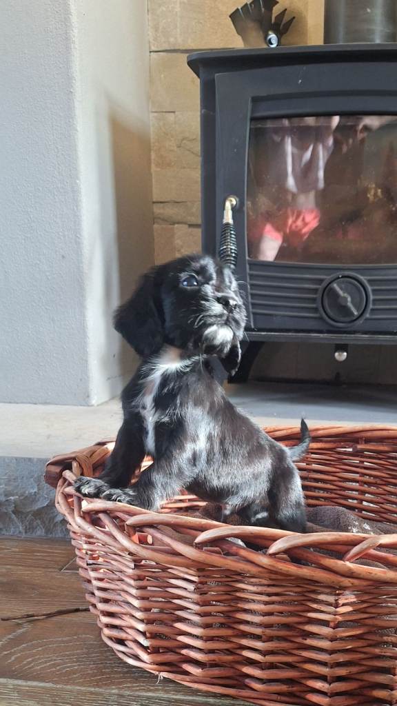 Show cocker spaniel  pups 