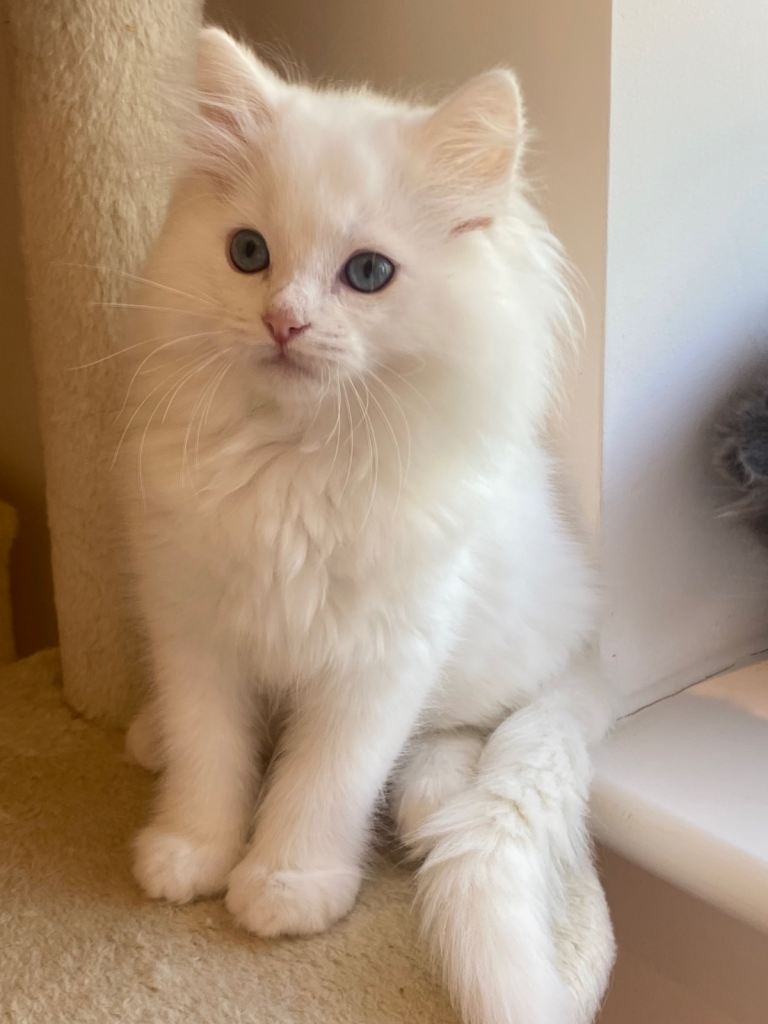 Gorgeous Ragdoll X kittens only 4 left 