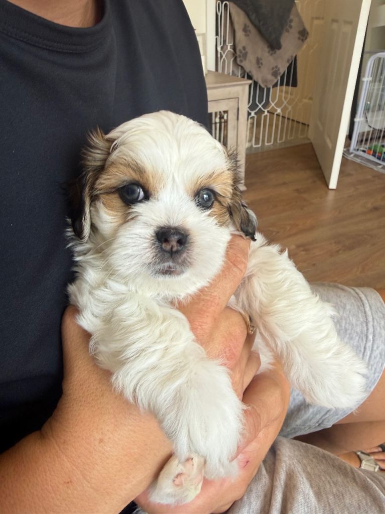 3 gorgeous Lhasa apso puppies parents in pictures READY WEDNESDAY 19th