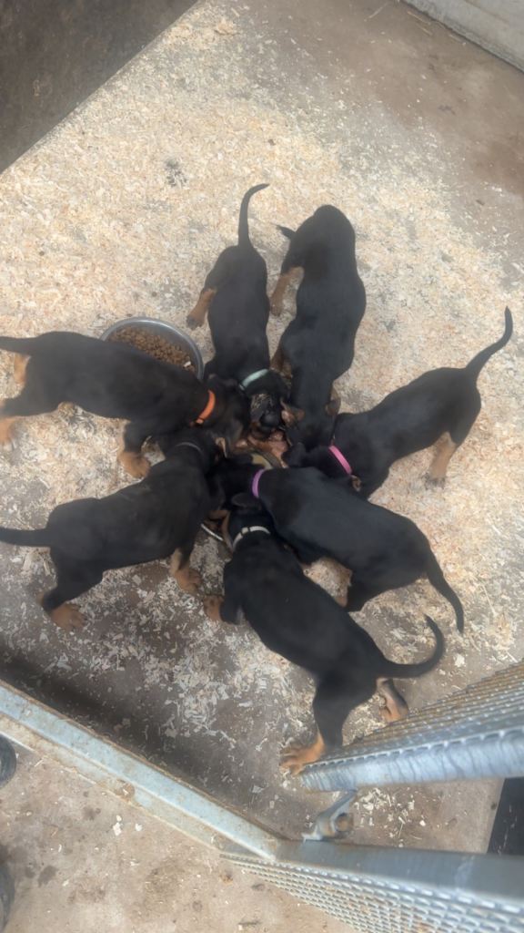 Huntaway puppy 