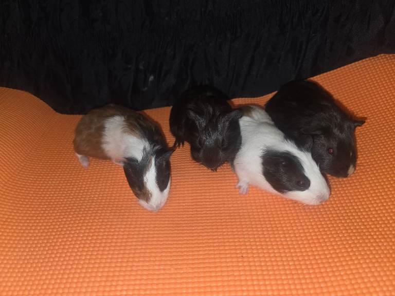 For sale guinea pigs 