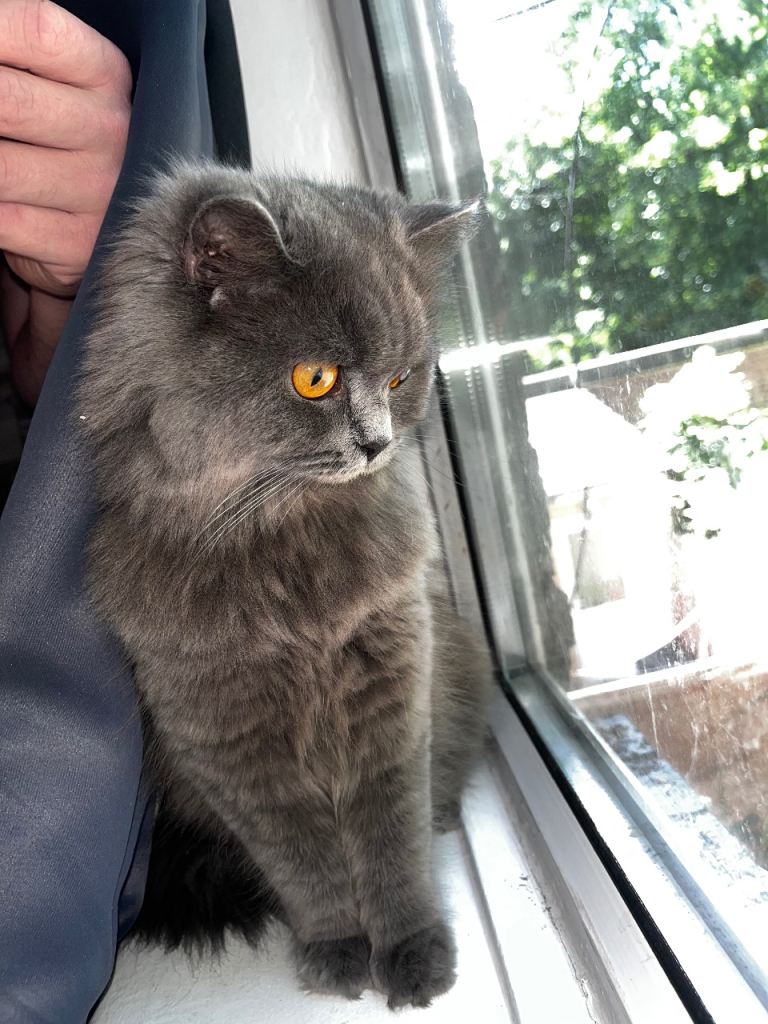 British longhair female 
