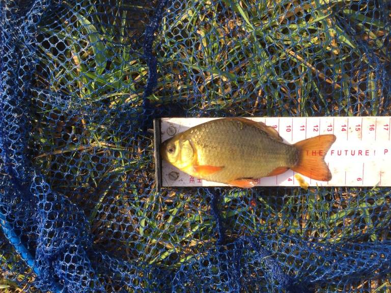 UK Native Coarse Fish - Perch, Roach, Rudd, Crucian Carp etc