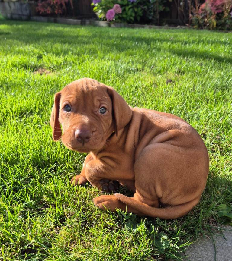 Hungarian Wirehaired Vizsla Puppies 