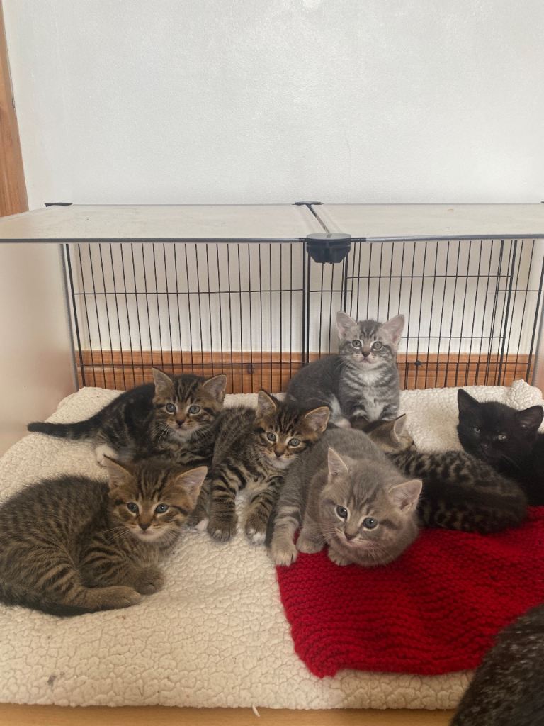 Tabby/ Grey kittens 