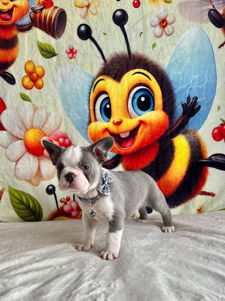 KC ADORABLE HUSKY FLUFFY CARRIERS FRANCIES