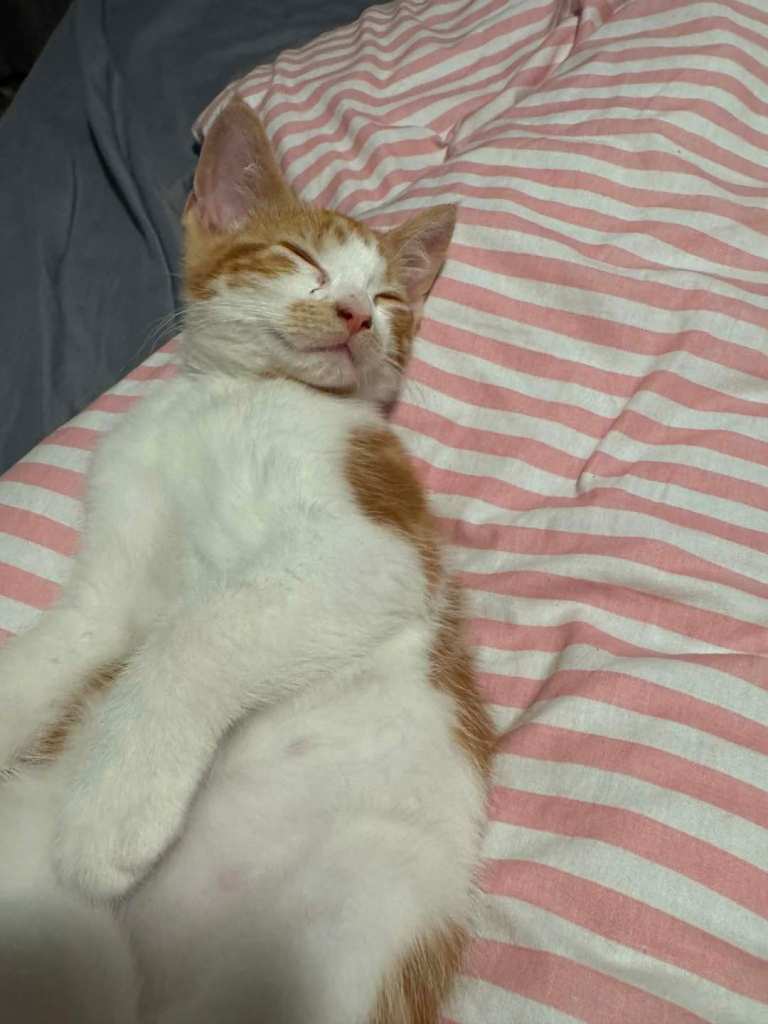 Beautiful male boy
