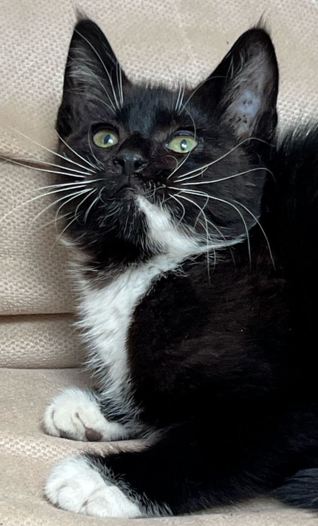 Sweet & lovable kitten (Read description)