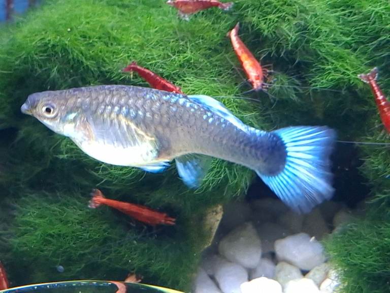 Guppies tropical fish