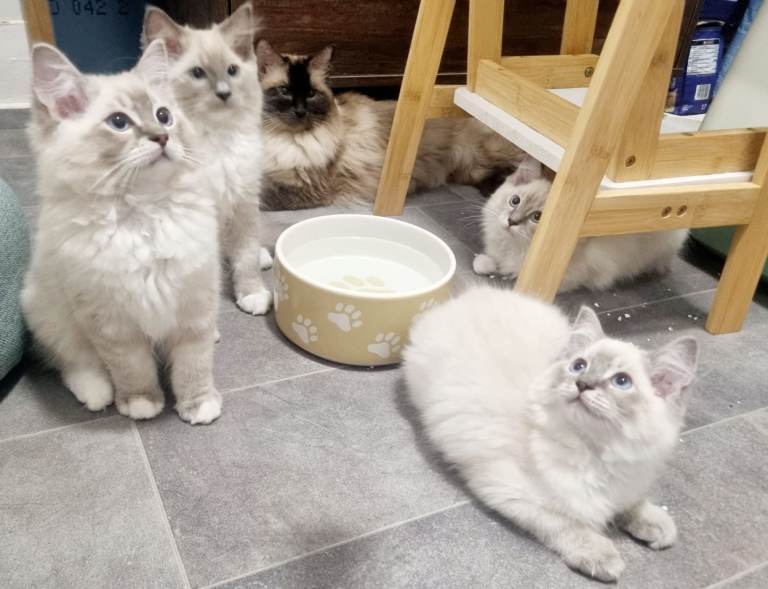 Beautiful Purebred Ragdoll Kittens Available