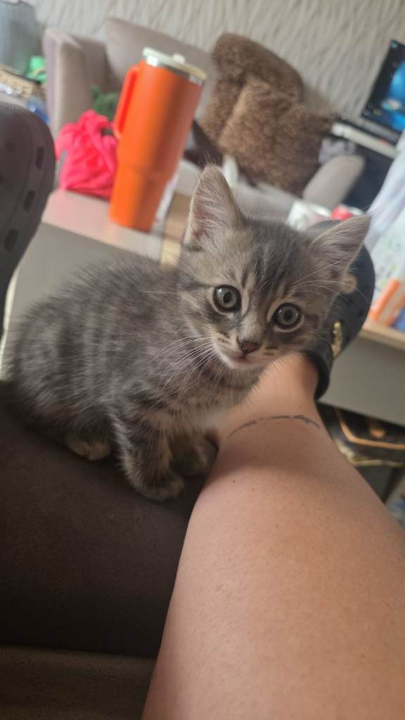Ragdoll cross Kitten