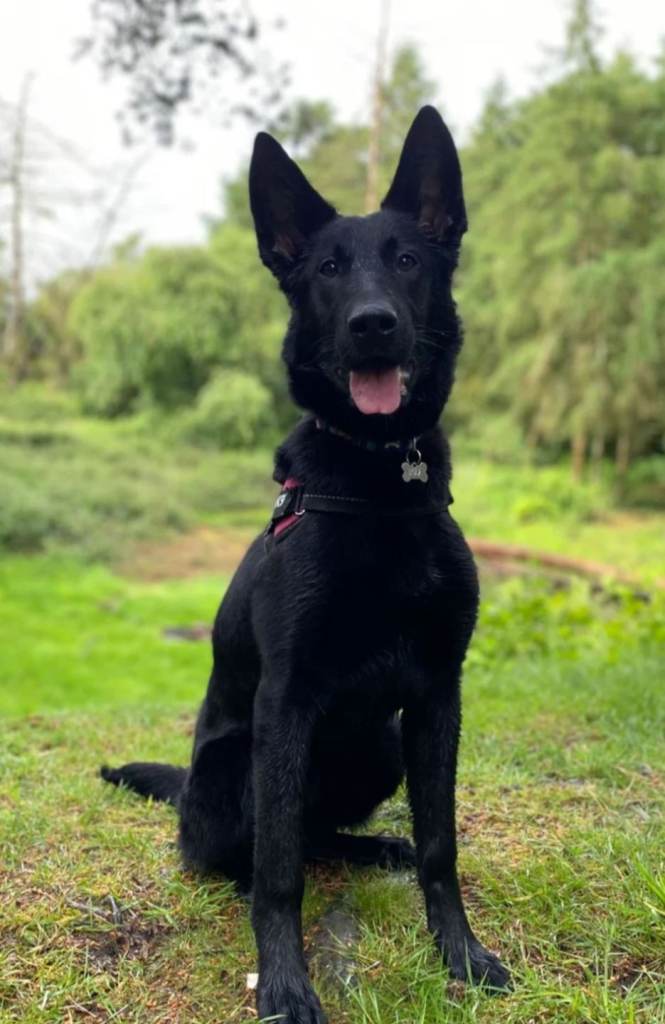 Belgian malinois bitch