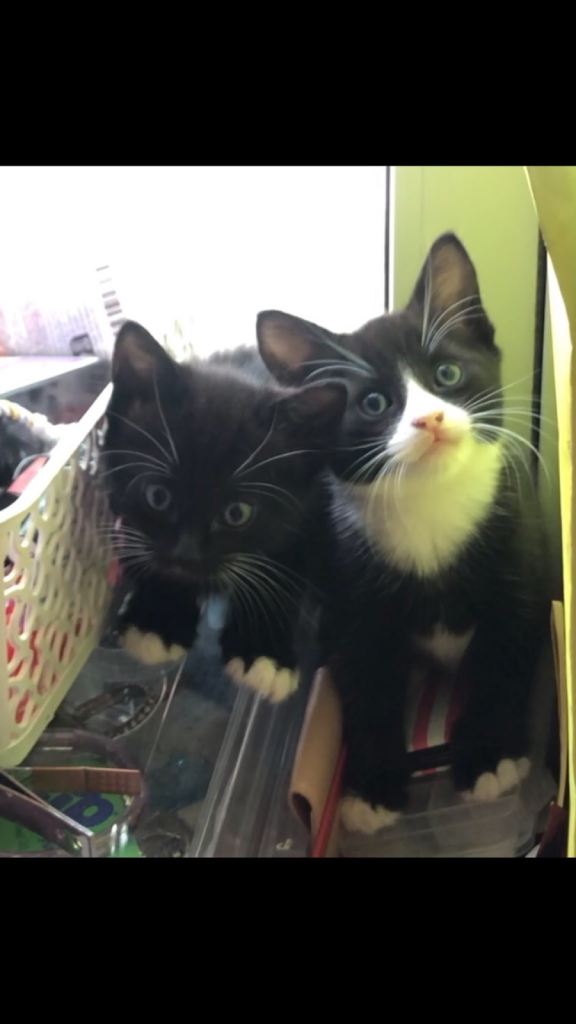 3 Tuxedo kittens 