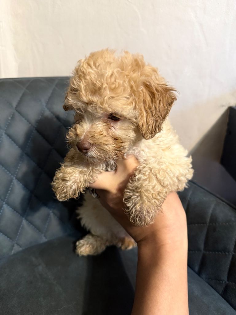  Beautiful Yorkiepoo’s 