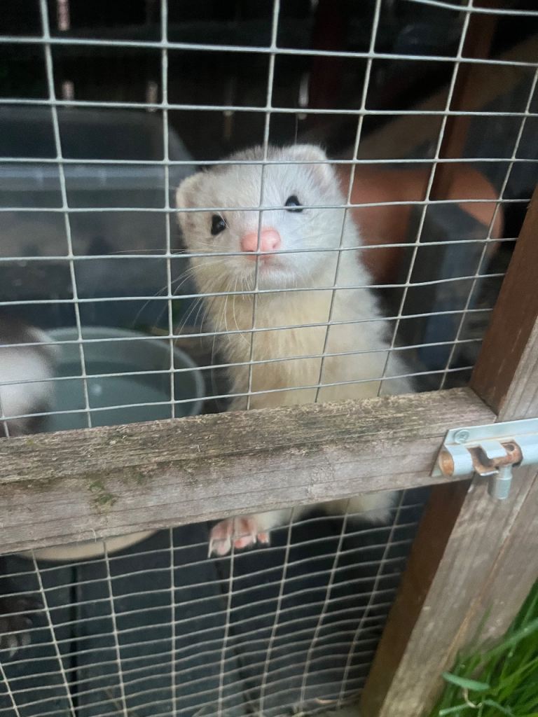 Ferret kits due in around 20 days.
