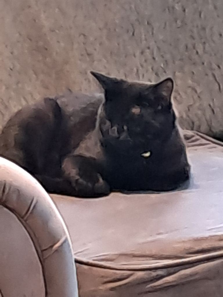Beautiful cats