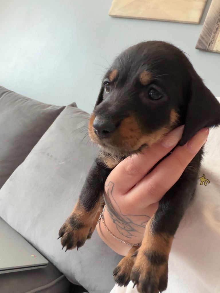Dachshund puppy looking for her new home 