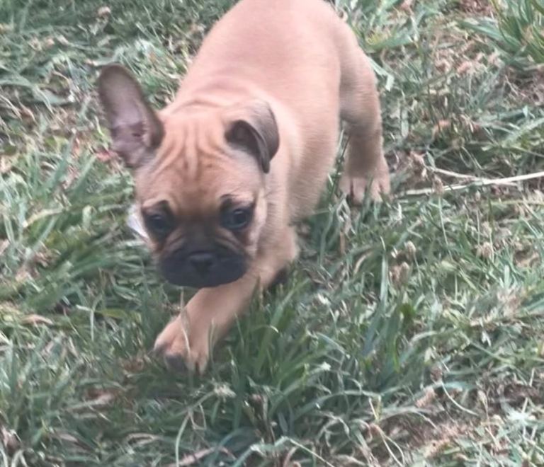 1 boy French bulldog 
