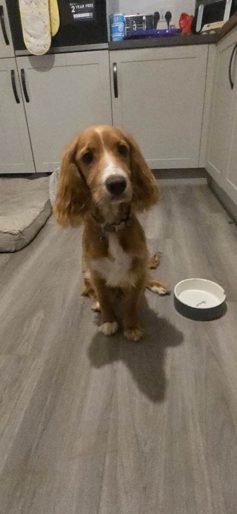 Cocker Spaniel 6 months old