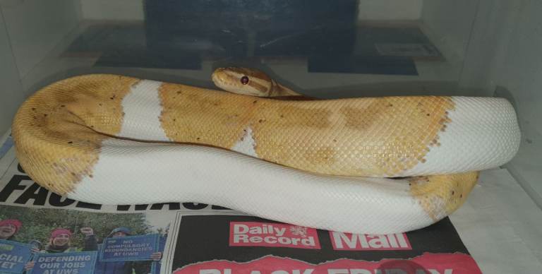 Male Banana Pied Ball Python - High White - PB  