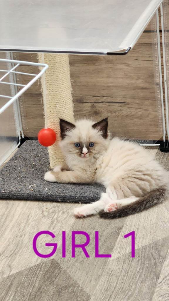 Kittens.. 🥰 STUNNING RAGCOONS😍😍