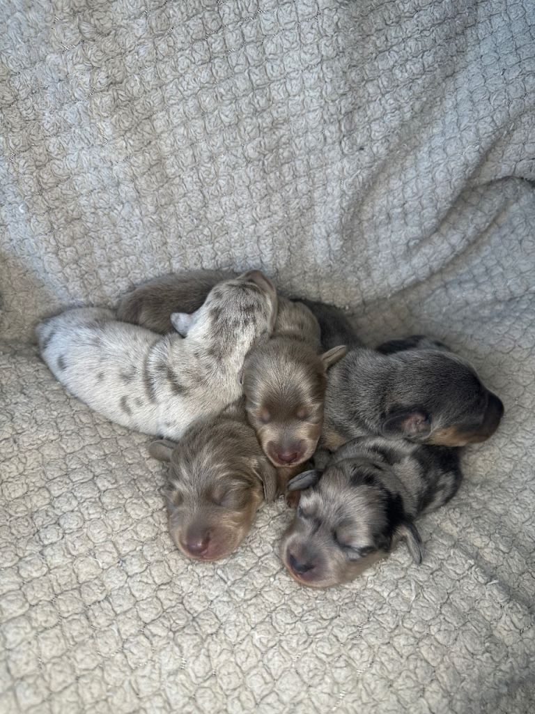 KC Reg Blue, Lilac & Cream & Longhair Mini Dachshund Puppies