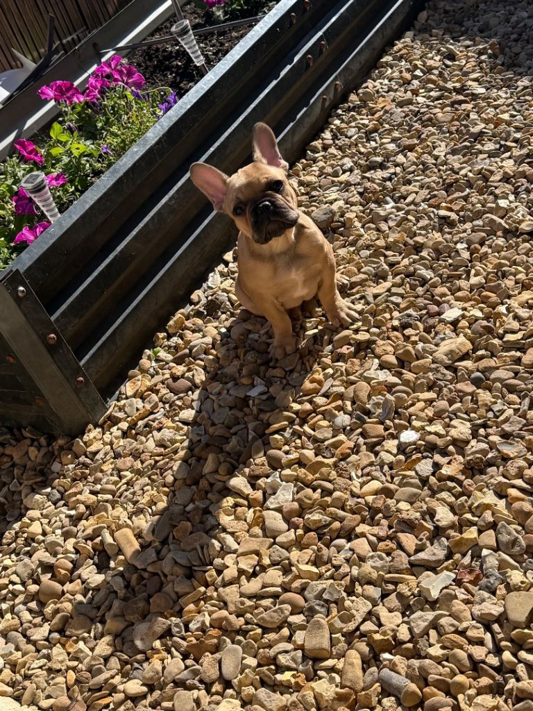  12 week old french bulldog