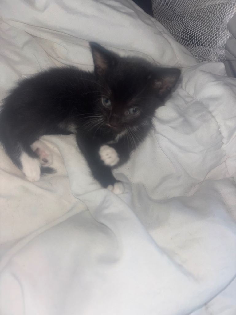 Beautiful kittens 