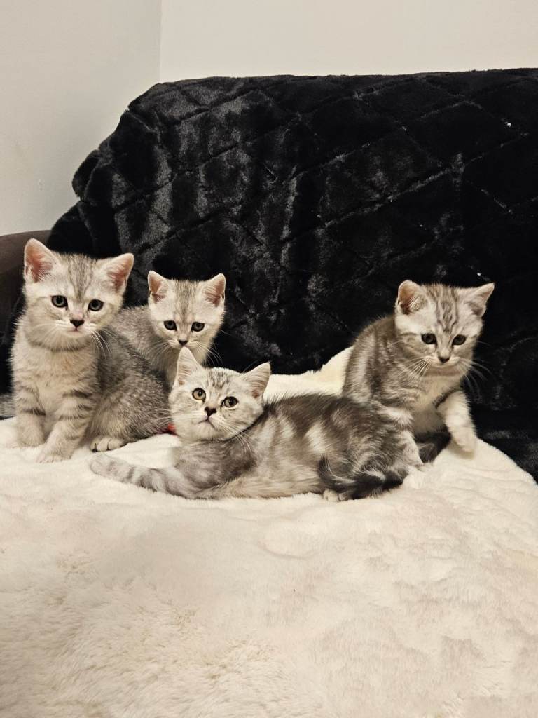 British shothair tabby kittens 