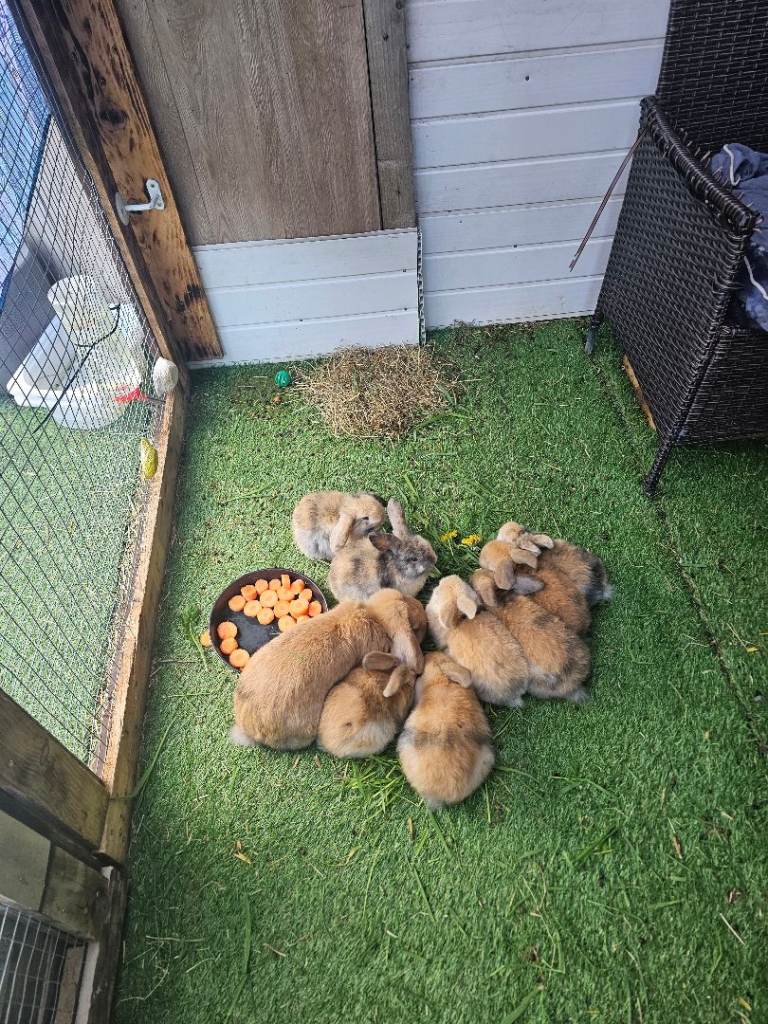 Mini lop bunny- rabbit 